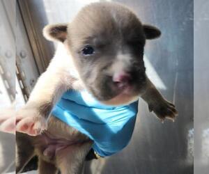 American Staffordshire Terrier-Unknown Mix Dogs for adoption in San Antonio, TX, USA