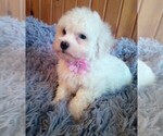 Small Photo #1 Mal-Shi-Poodle (Miniature) Mix Puppy For Sale in DREW PLT, ME, USA