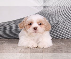 Shih Tzu Puppy for sale in WESTPOINT, IN, USA