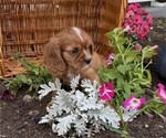 Small #3 Cavalier King Charles Spaniel
