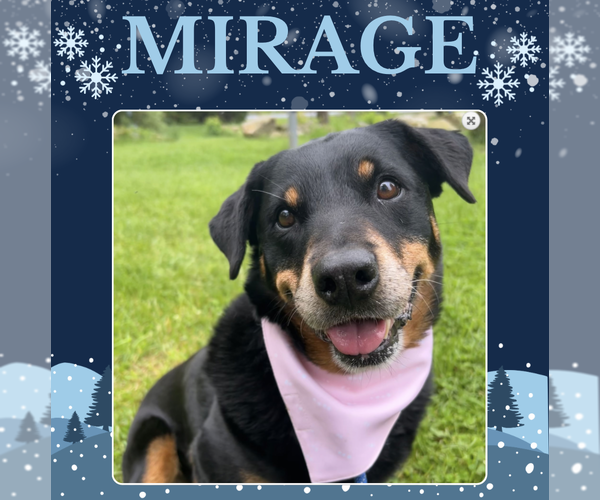 Medium Photo #1 Rottweiler Puppy For Sale in Rockaway, NJ, USA