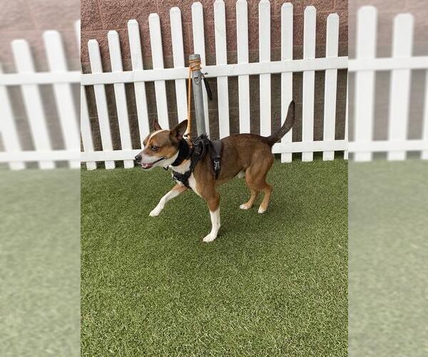 Medium Photo #1 Mutt Puppy For Sale in Modesto, CA, USA