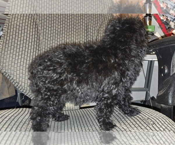 Medium Photo #30 Poodle (Toy) Puppy For Sale in DYERSBURG, TN, USA