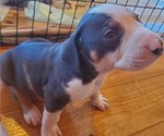 Small Photo #5 Catahoula Leopard Dog Puppy For Sale in WADDY, KY, USA