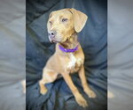 Small #3 Black Mouth Cur-Catahoula Leopard Dog Mix