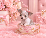 Financing - Female Chihuahua Puppy for Sale - Photo #3