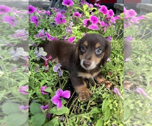 Dachshund Puppy for sale in CONVOY, OH, USA