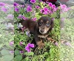 Image preview for Ad Listing. Nickname: Litter of 4