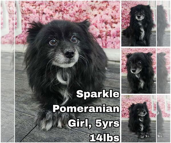 Medium Photo #1 Pomeranian Puppy For Sale in Seattle, WA, USA