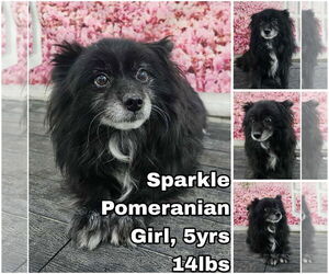 Pomeranian Dogs for adoption in Seattle, WA, USA
