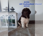 Small Photo #2 Newfoundland Puppy For Sale in SHIPSHEWANA, IN, USA