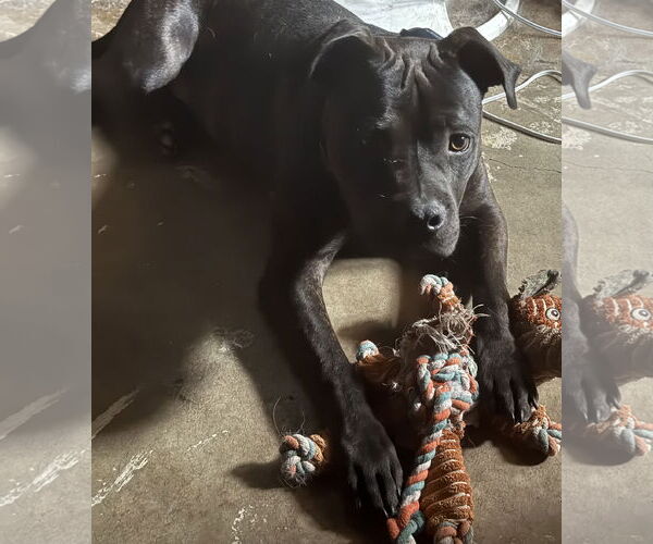 Medium Photo #1 Staffordshire Bull Terrier Puppy For Sale in Denton, TX, USA