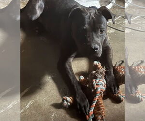 Staffordshire Bull Terrier Dogs for adoption in Denton, TX, USA