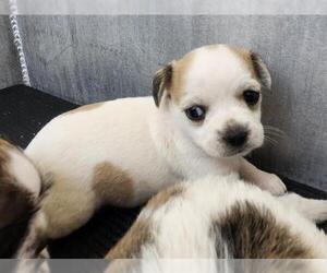 Shih Tzu-Unknown Mix Dogs for adoption in San Antonio, TX, USA