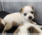 Small Shih Tzu Mix