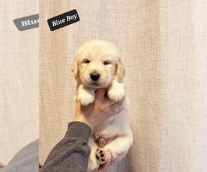 Golden Retriever Puppy for sale in SALISBURY, NC, USA