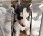 Small #10 Siberian Husky