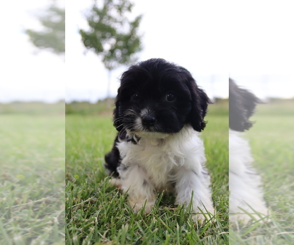 Medium Photo #4 Cavapoo Puppy For Sale in WEST SALEM, OH, USA