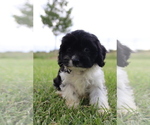 Small #3 Cavapoo
