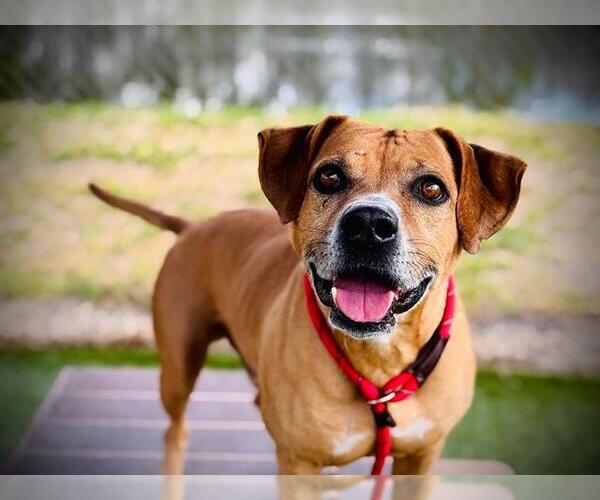 Medium Photo #1 Black Mouth Cur-Unknown Mix Puppy For Sale in Orlando, FL, USA