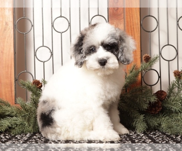 Medium Photo #2 Poodle (Toy) Puppy For Sale in NAPLES, FL, USA