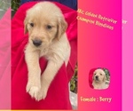 Puppy Berry Golden Retriever