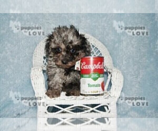 Medium Photo #5 Poodle (Toy) Puppy For Sale in SANGER, TX, USA