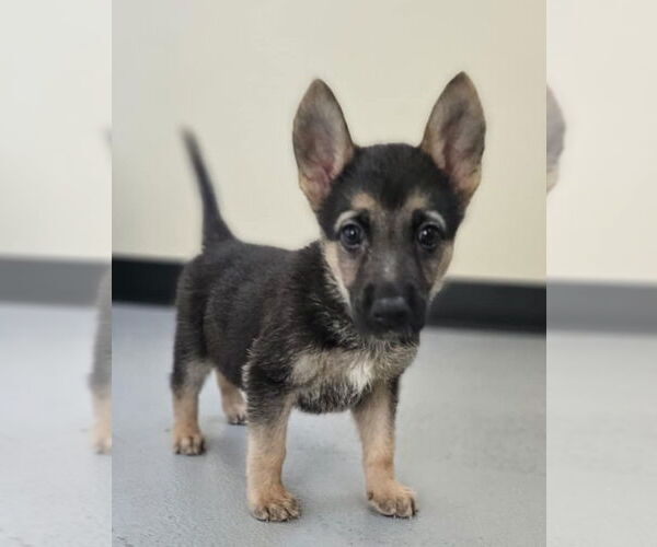 Medium Photo #6 German Shepherd Dog-Unknown Mix Puppy For Sale in McKinney, TX, USA