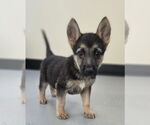 Small Photo #6 German Shepherd Dog-Unknown Mix Puppy For Sale in McKinney, TX, USA