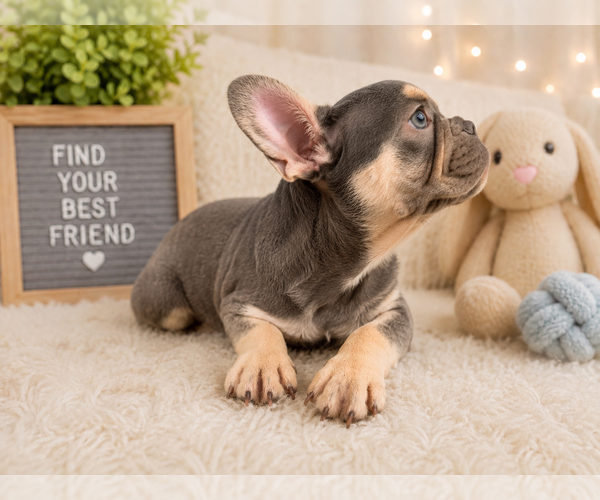 Medium Photo #3 French Bulldog Puppy For Sale in FORT LAUDERDALE, FL, USA