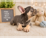 Small #2 French Bulldog