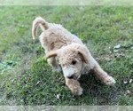 Small Photo #15 Goldendoodle Puppy For Sale in CANON, GA, USA