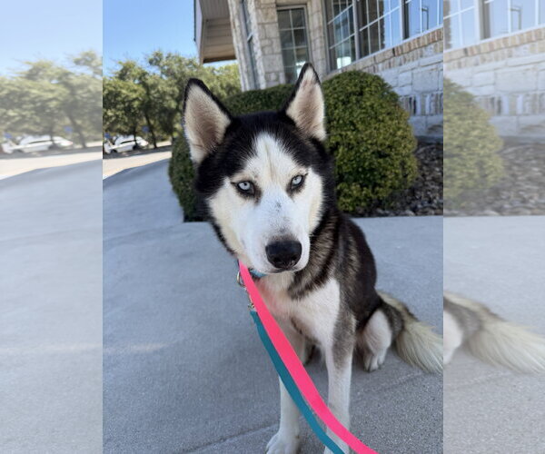 Medium Photo #6 Siberian Husky Puppy For Sale in Carrollton, TX, USA