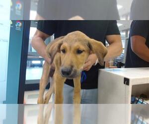 Golden Shepherd Dogs for adoption in Oklahoma City, OK, USA
