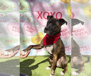 Ollie - Male Mutt Dog for Adoption - Photo #2