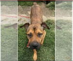 Small #7 Black Mouth Cur-Boxer Mix