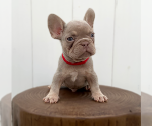 French Bulldog Puppy for sale in LEHIGH ACRES, FL, USA