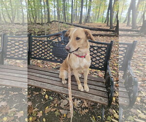 Millie - Female Borador Dog for Adoption - Photo #5