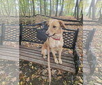 Small Photo #5 Borador Puppy For Sale in Lockport, NY, USA