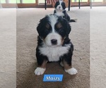 Puppy Maizie Bernese Mountain Dog