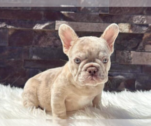 French Bulldog Puppy for sale in VIRGINIA BEACH, VA, USA