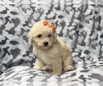 Small #3 Bichpoo