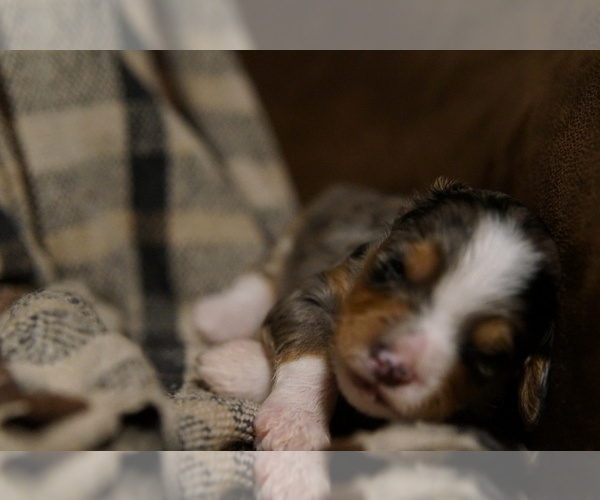 Medium Photo #3 Golden Mountain Doodle  Puppy For Sale in JIM FALLS, WI, USA