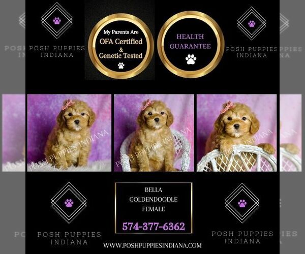 Medium Photo #76 Goldendoodle (Miniature) Puppy For Sale in WARSAW, IN, USA