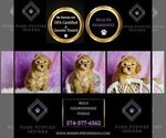 Small Photo #76 Goldendoodle (Miniature) Puppy For Sale in WARSAW, IN, USA
