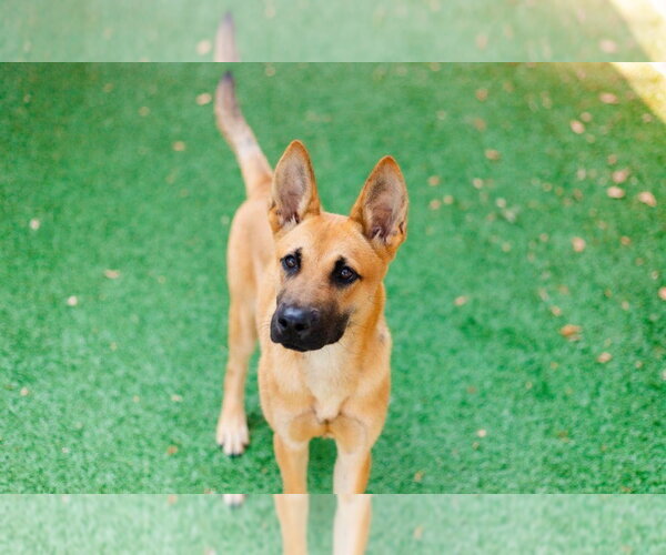 Medium Photo #4 German Shepherd Dog-Unknown Mix Puppy For Sale in Canton, CT, USA