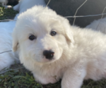 Small #8 Great Pyrenees