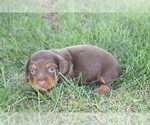 Image preview for Ad Listing. Nickname: Hank Mini