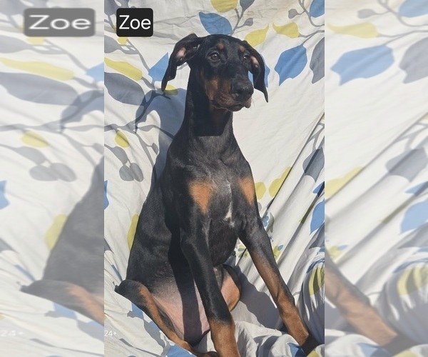 Medium Photo #7 Doberman Pinscher Puppy For Sale in POMEROY, OH, USA