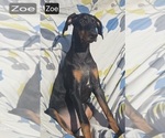 Small #6 Doberman Pinscher